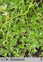 Saxifraga exarata (skalnica darniowa)