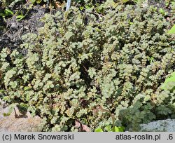 Acaena novae-zelandiae (acena nowozelandzka)
