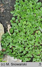 Gunnera magellanica (parzeplin brazylijski)