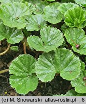 Gunnera magellanica (parzeplin brazylijski)