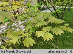 Acer japonicum (klon japoński)