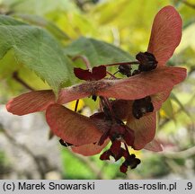 Acer japonicum (klon japoński)