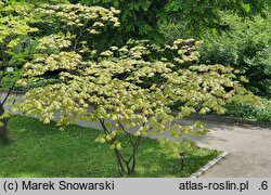 Acer japonicum (klon japoński)