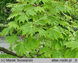 Acer japonicum Aconitifolium