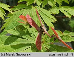Acer japonicum Aconitifolium