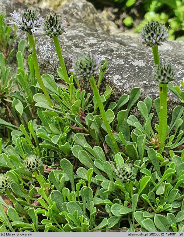 Globularia nudicaulis (kulnik nagołodygowy)