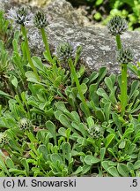 Globularia nudicaulis (kulnik nagołodygowy)