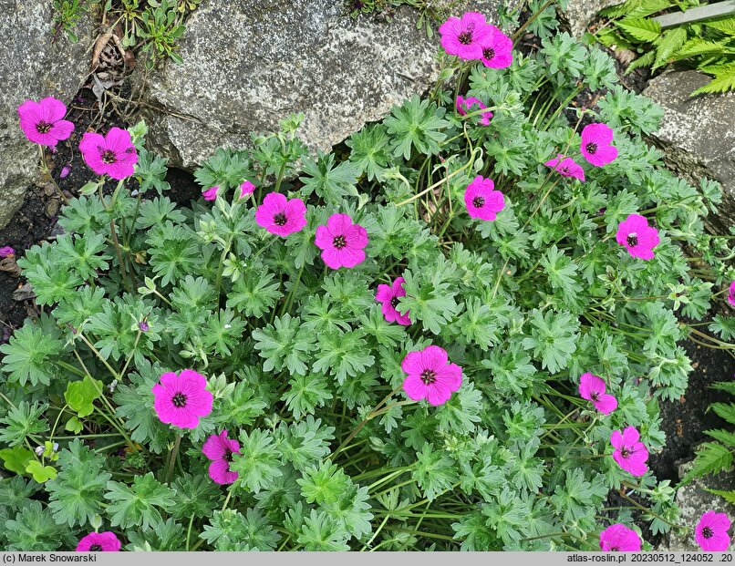 Geranium cinereum Giuseppe