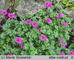 Geranium cinereum Giuseppe