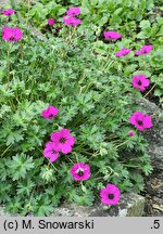 Geranium cinereum Giuseppe