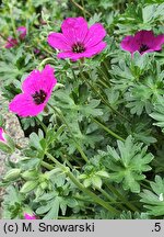 Geranium cinereum Giuseppe