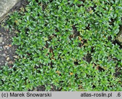 Arabis ferdinandi-coburgi (gęsiówka macedońska)