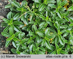 Arabis ferdinandi-coburgi (gęsiówka macedońska)