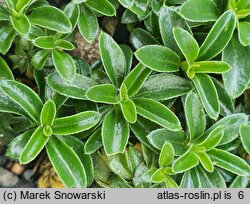 Arabis ferdinandi-coburgi (gęsiówka macedońska)