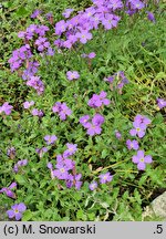 Aubrieta libanotica (żagwin libański)
