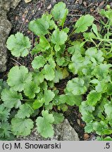Heuchera grossulariifolia (żurawka agrestolistna)