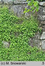 Campanula poscharskyana (dzwonek Poszarskiego)