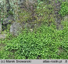 Campanula poscharskyana (dzwonek Poszarskiego)