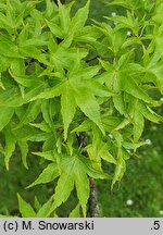 Acer palmatum (klon palmowy)