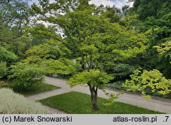 Acer palmatum (klon palmowy)