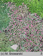 Antennaria dioica (ukwap dwupienny)