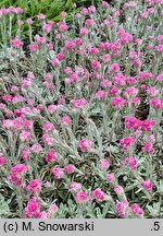 Antennaria dioica (ukwap dwupienny)