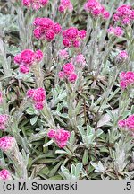 Antennaria dioica (ukwap dwupienny)