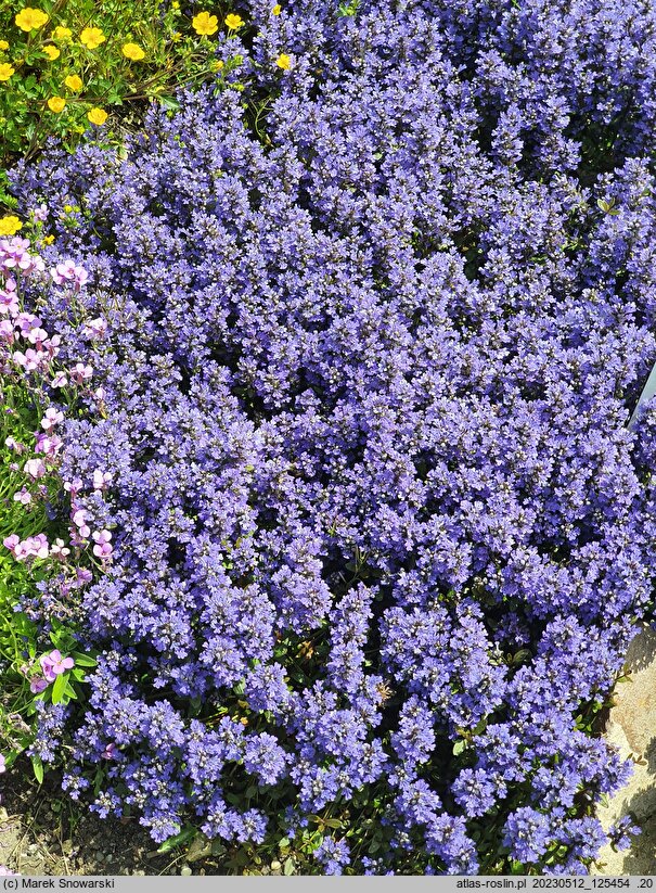 Ajuga tenorei Chocolate Chip