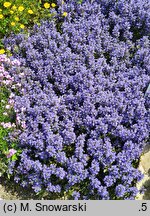 Ajuga tenorei Chocolate Chip