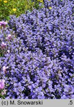 Ajuga tenorei Chocolate Chip