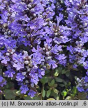 Ajuga tenorei Chocolate Chip