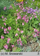 Dicentra eximia (serduszka wspaniała)