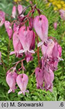 Dicentra eximia (serduszka wspaniała)