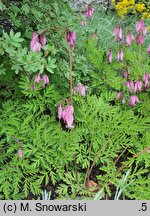 Dicentra eximia (serduszka wspaniała)