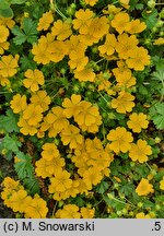 Potentilla crantzii Goldrausch
