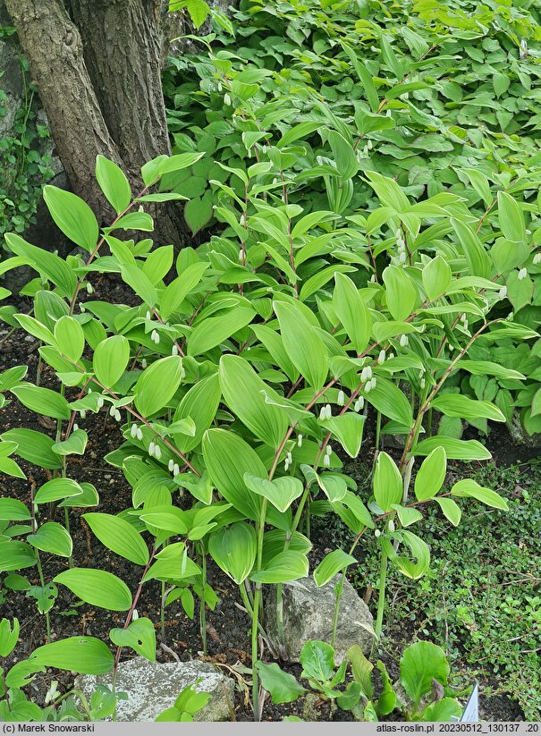 Polygonatum odoratum Variegatum