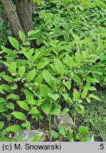 Polygonatum odoratum Variegatum