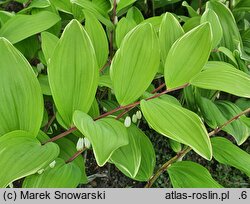 Polygonatum odoratum Variegatum