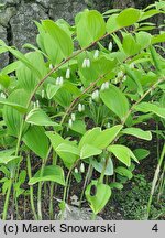 Polygonatum odoratum Variegatum