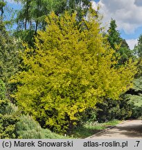 Quercus robur Concordia