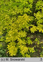 Quercus robur Concordia