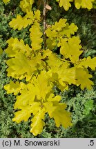 Quercus robur Concordia