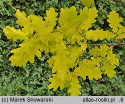 Quercus robur Concordia