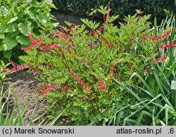 Dicentra spectabilis Valentine