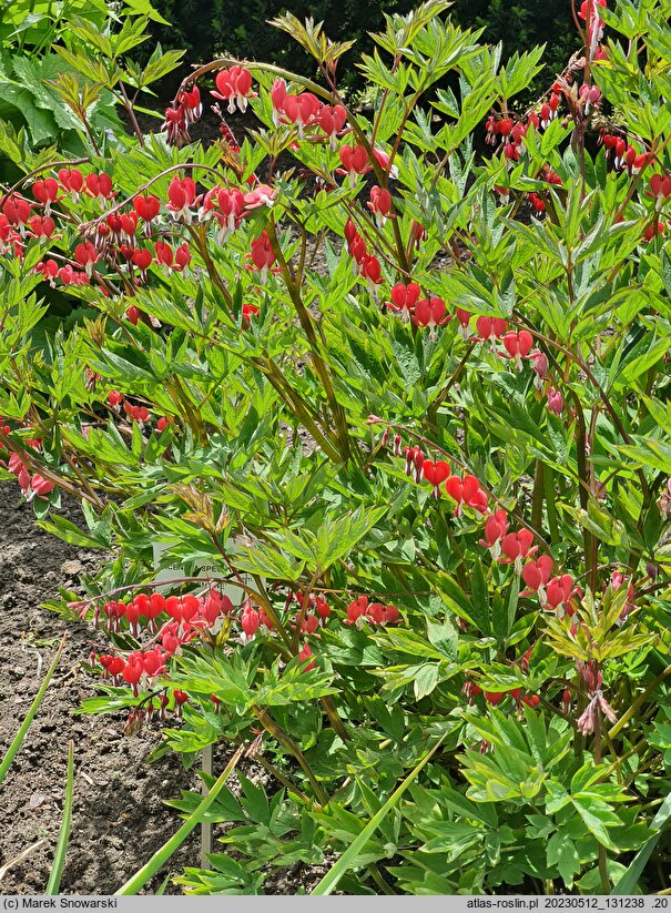 Dicentra spectabilis Valentine