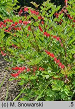 Dicentra spectabilis Valentine