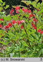 Dicentra spectabilis Valentine