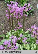 Primula meadia (bożykwiat Meada)