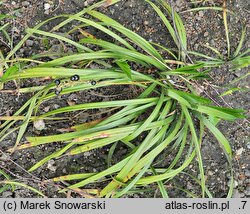 Liriope spicata (liriope kłosowate)