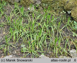 Liriope spicata (liriope kłosowate)
